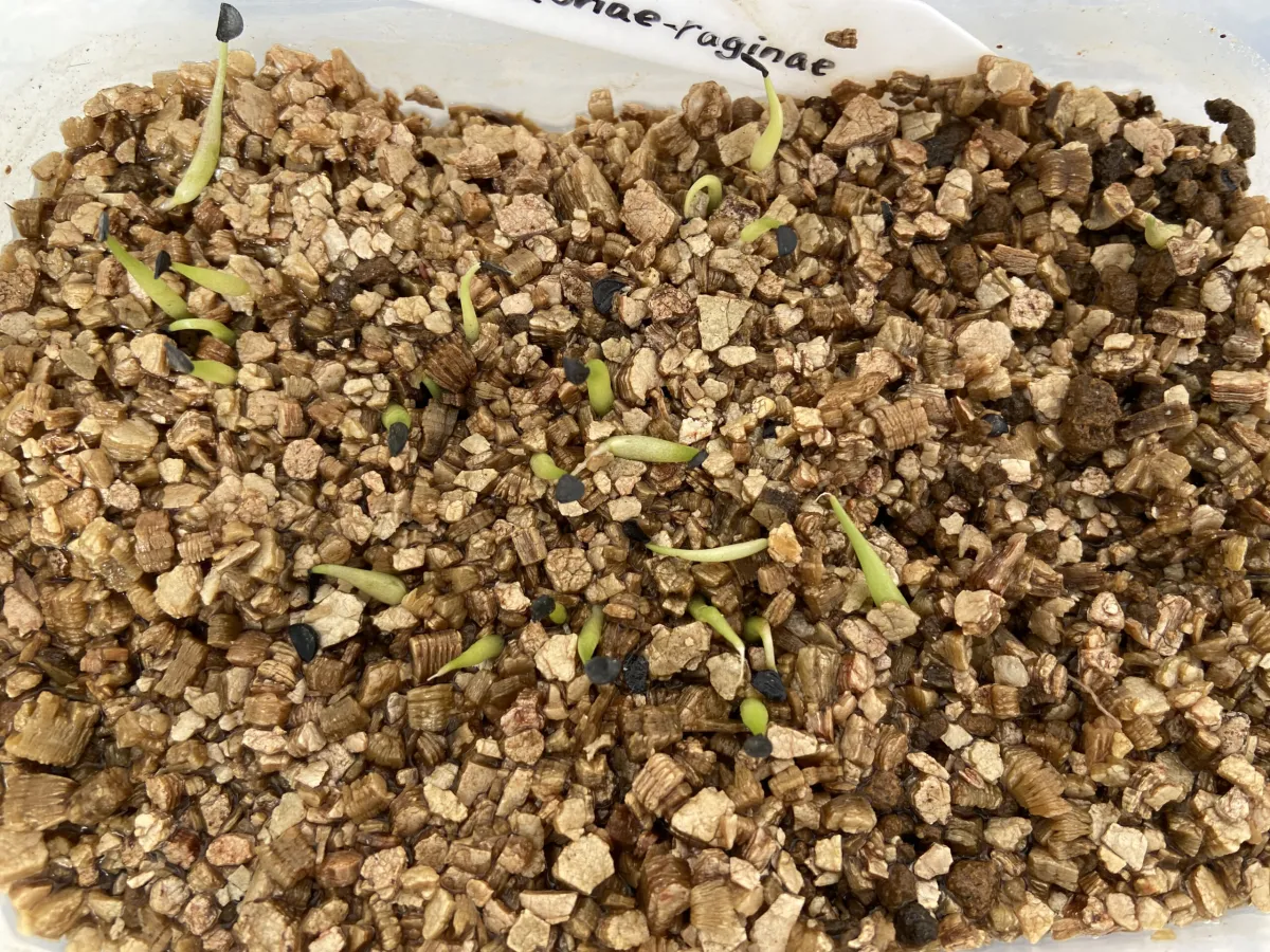 Agave victoriae-reginae ssp. victoriae-reginae (アガベ ビクトリアレジーナエ 笹の雪)