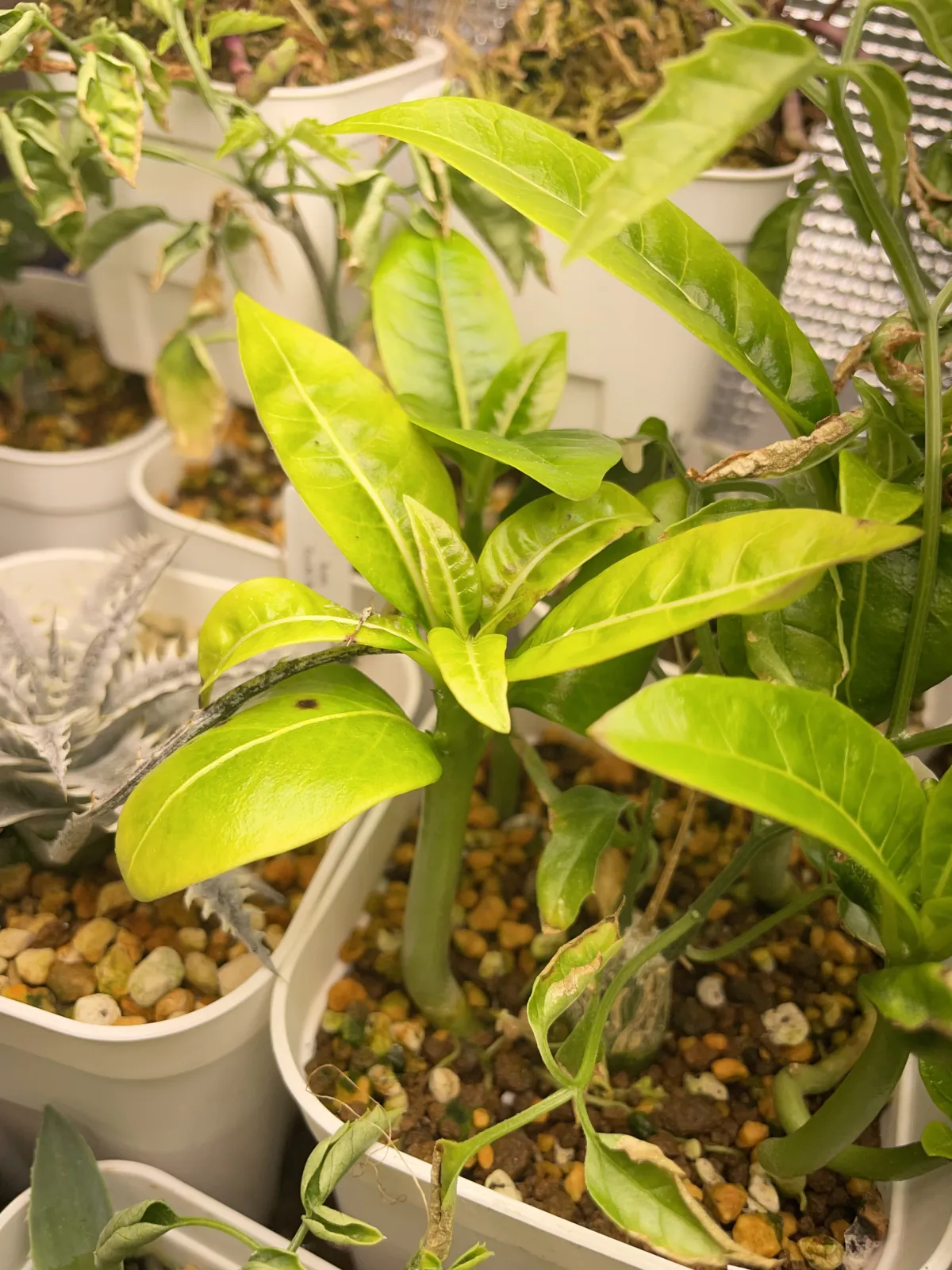 Pachypodium sofiense (パキポディウム ソフィエンセ)