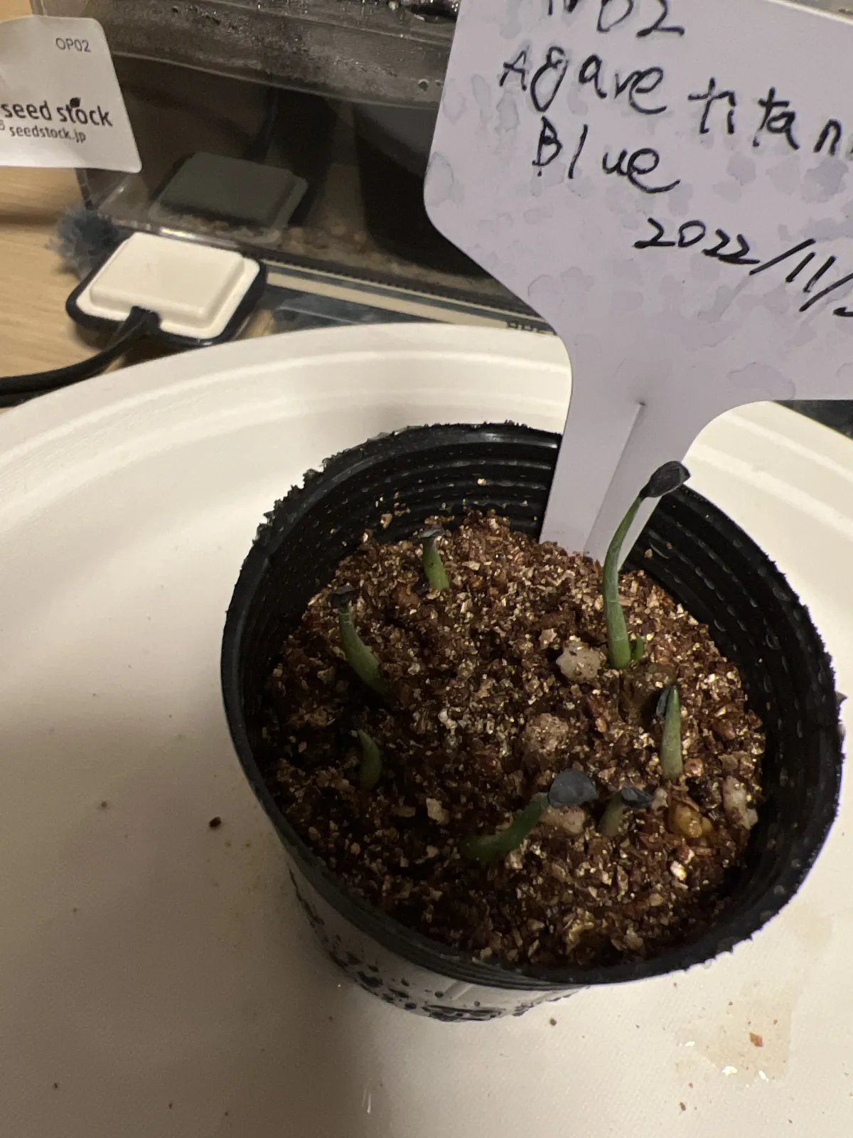 Agave titanota Blue Lot. (アガベ チタノタブルー)