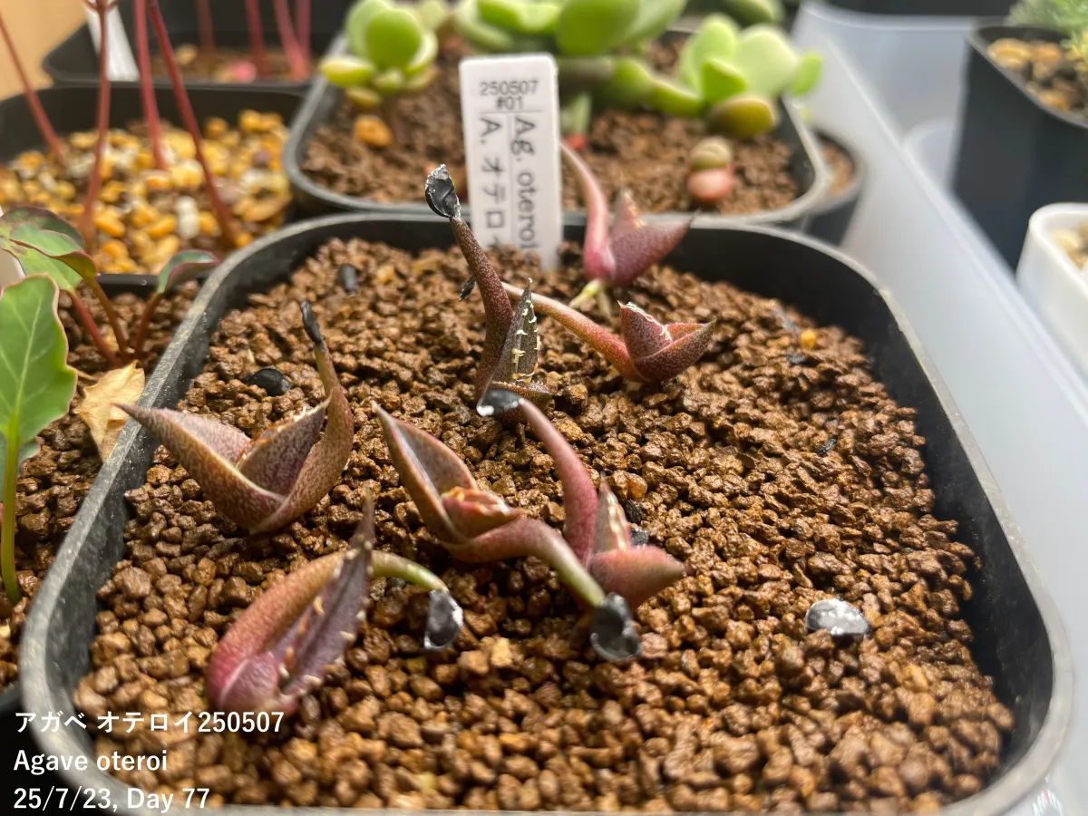 Agave oteroi Lot. (アガベ オテロイ)