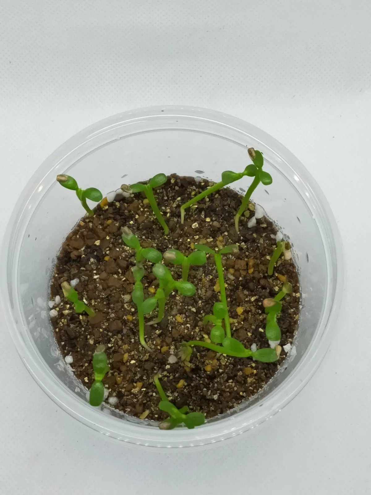 Euphorbia inermis (ユーフォルビア イネルミス 九頭竜)