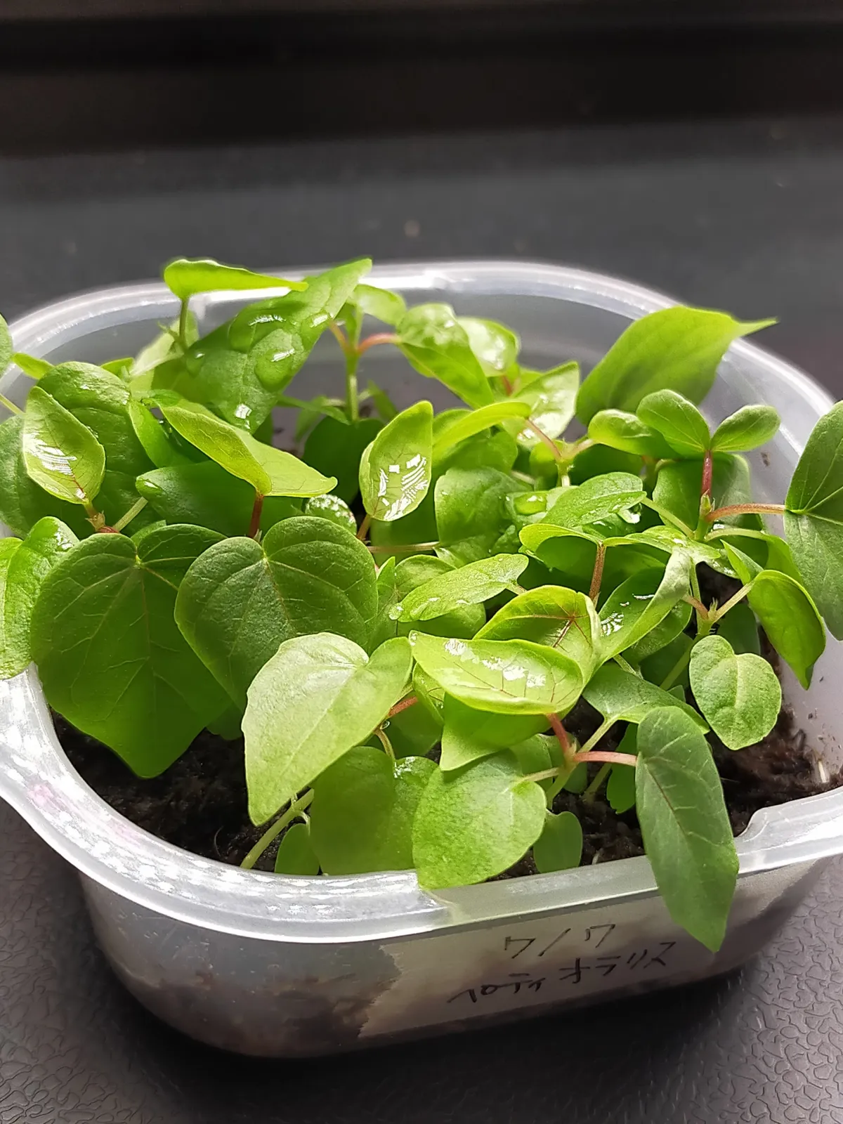 Ficus petiolaris (フィカス ペティオラリス)