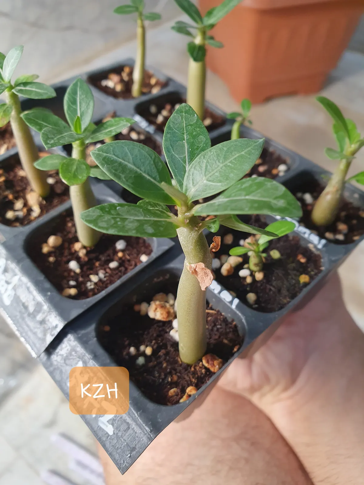 KHZ Adenium thai socotranum KHZ (アデニウム タイ ソコトラナム)