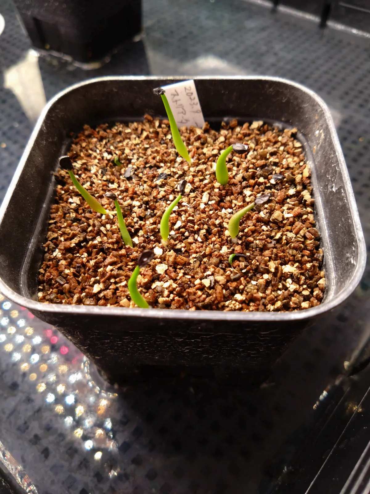 Agave striata subsp. striata (アガベ ストリアータ)