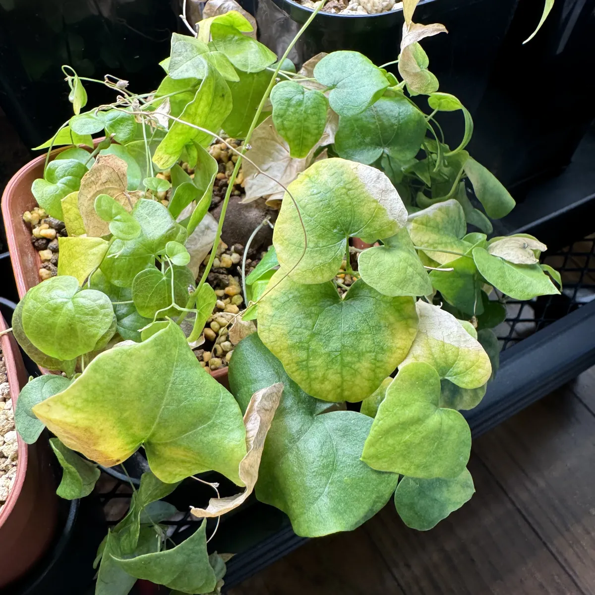 Dioscorea elephantipes (ディオスコレア エレファンティペス)