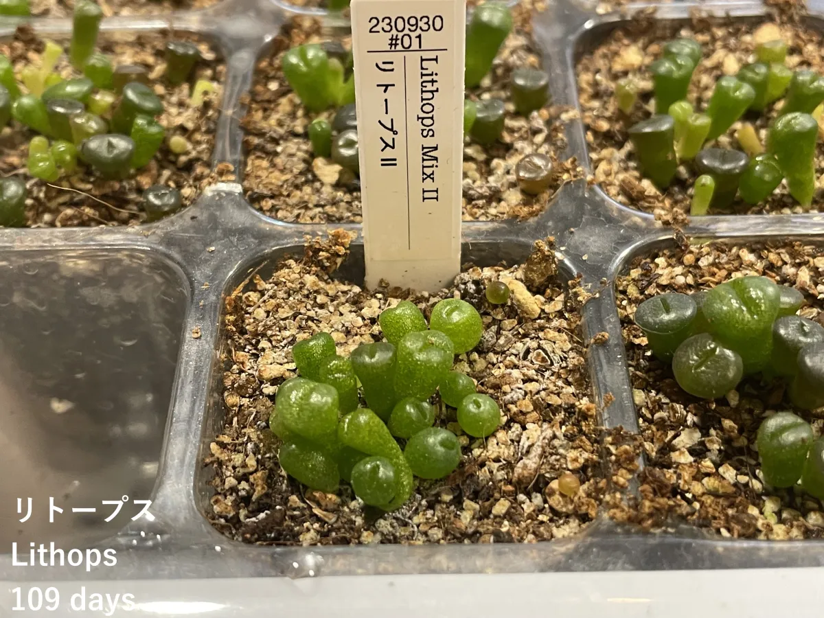 Lithops Mix Seeds (リトープス ミックス)
