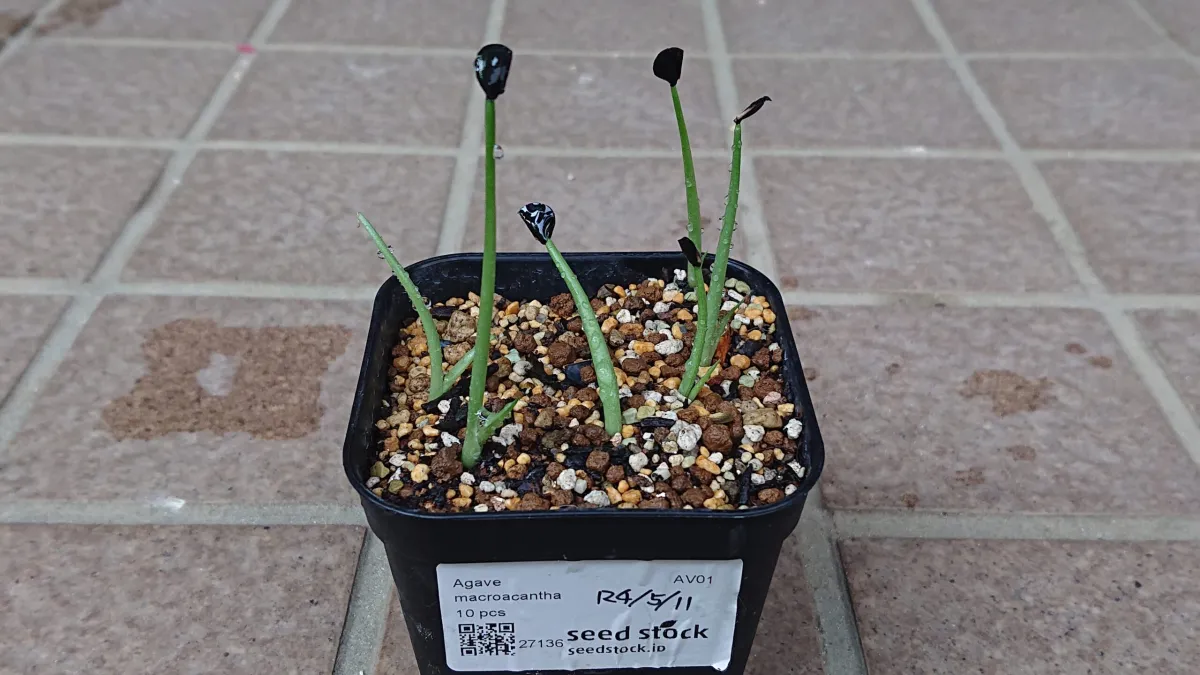 Agave macroacantha (アガベ マクロアカンサ)