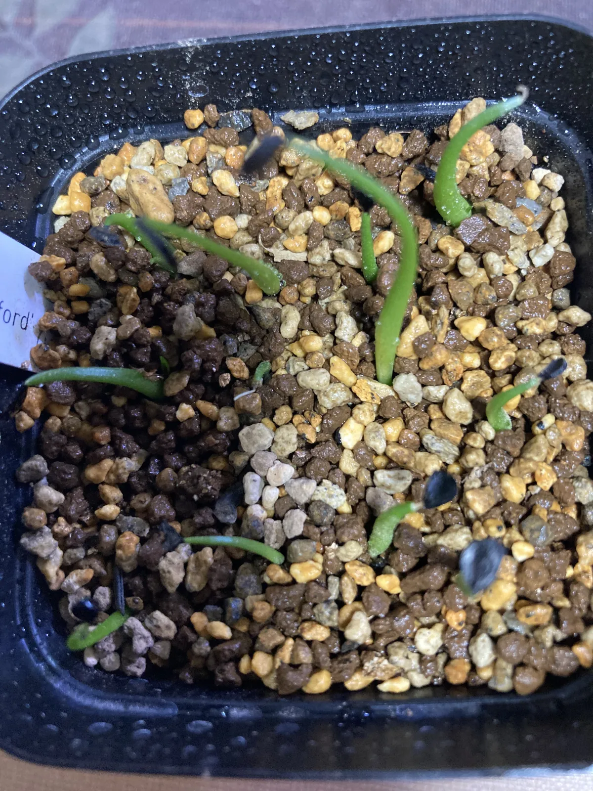 Agave utahensis var. eborispina (アガベ エボリスピナ ヘイフォード)