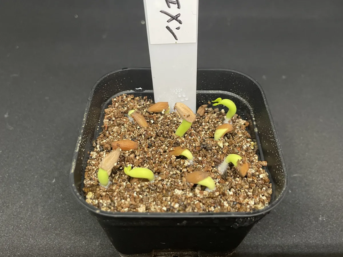 Adenium arabicum Yemen (アデニウム アラビカム イエメン)