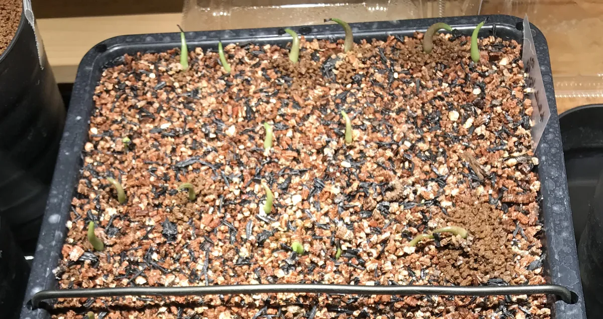 Agave titanota ([無料種子] [ジェルシード] アガベ チタノタブルー)