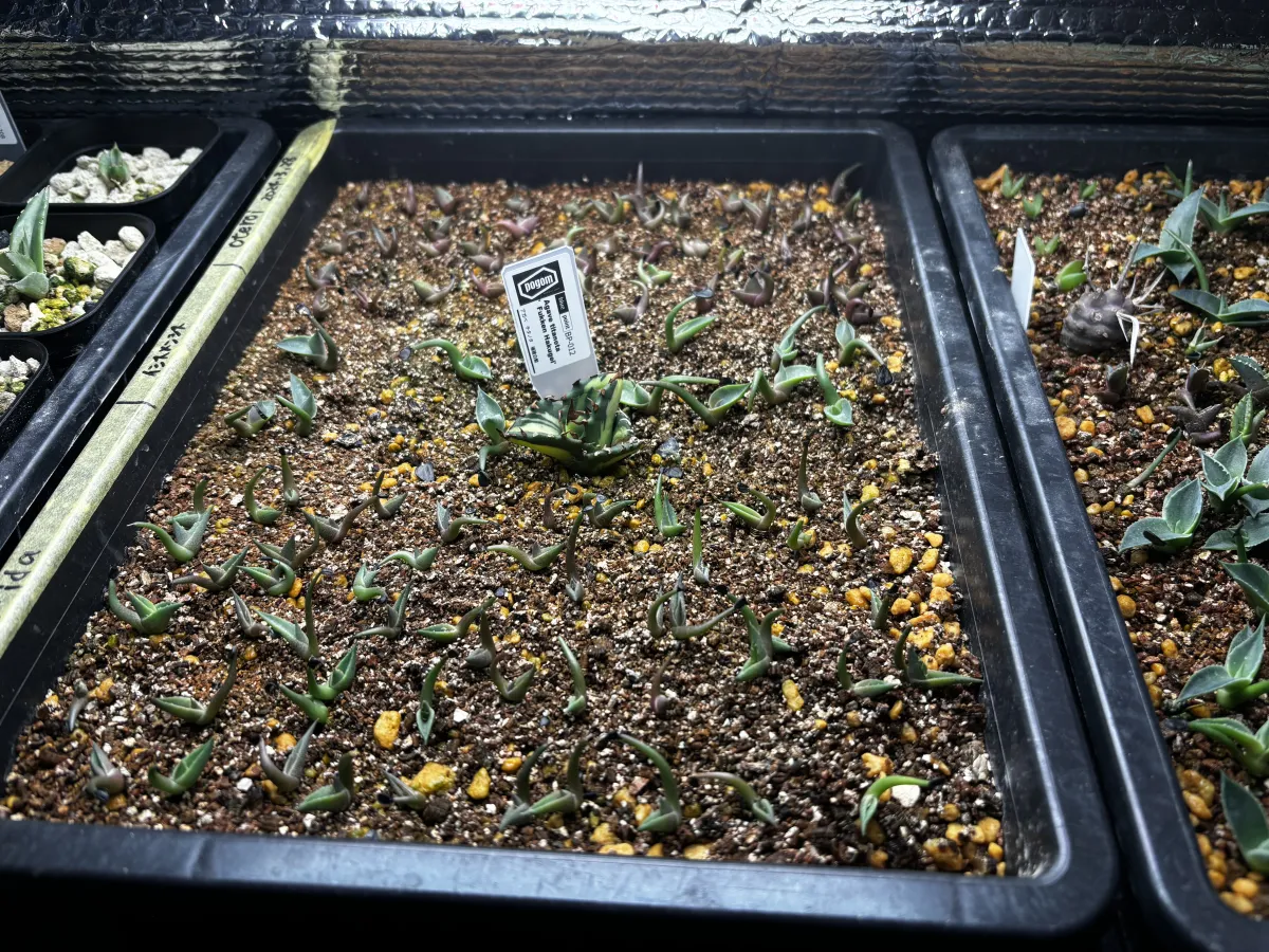 Agave oteroi Lot. (アガベ オテロイ)