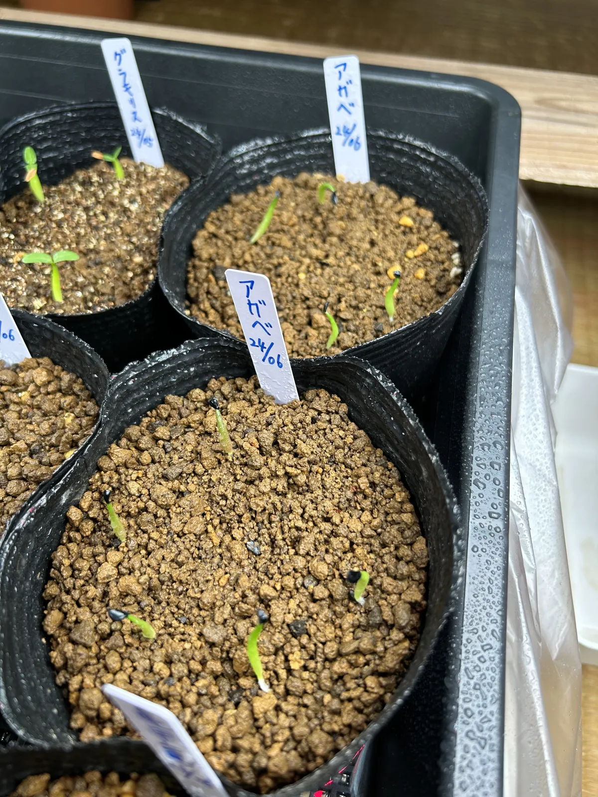 Agave titanota Blue Lot. (アガベ チタノタブルー)