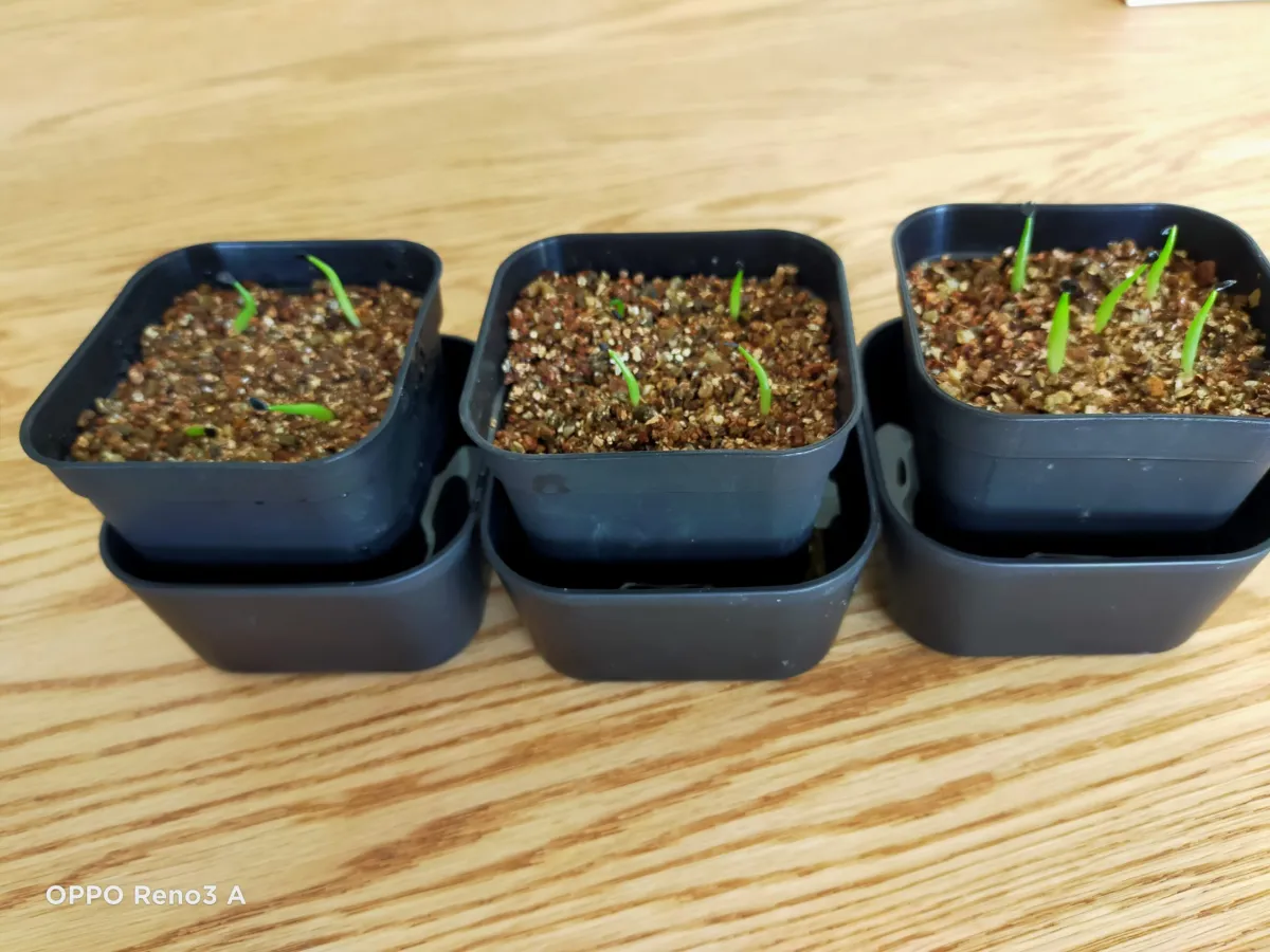 Agave titanota Blue Lot. (アガベ チタノタブルー)