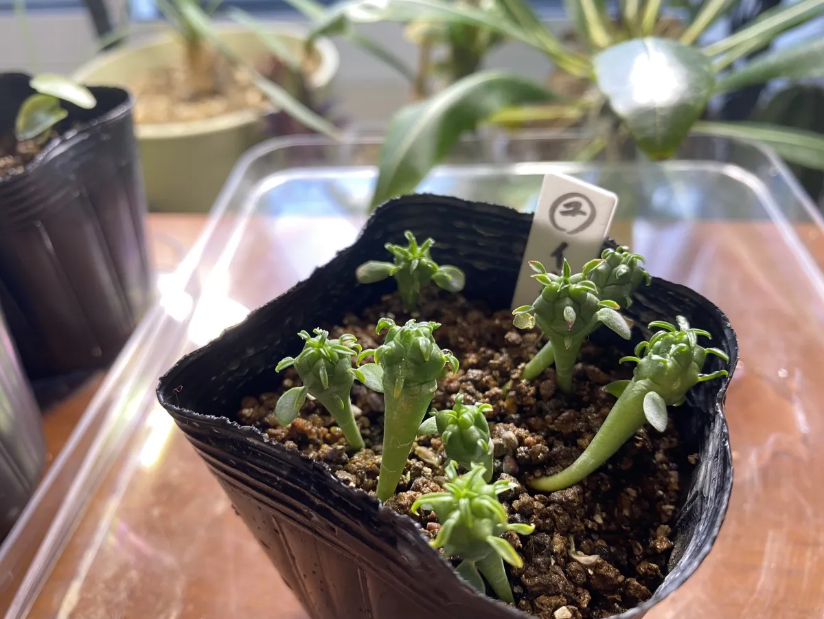 Euphorbia inermis (ユーフォルビア イネルミス 九頭竜)