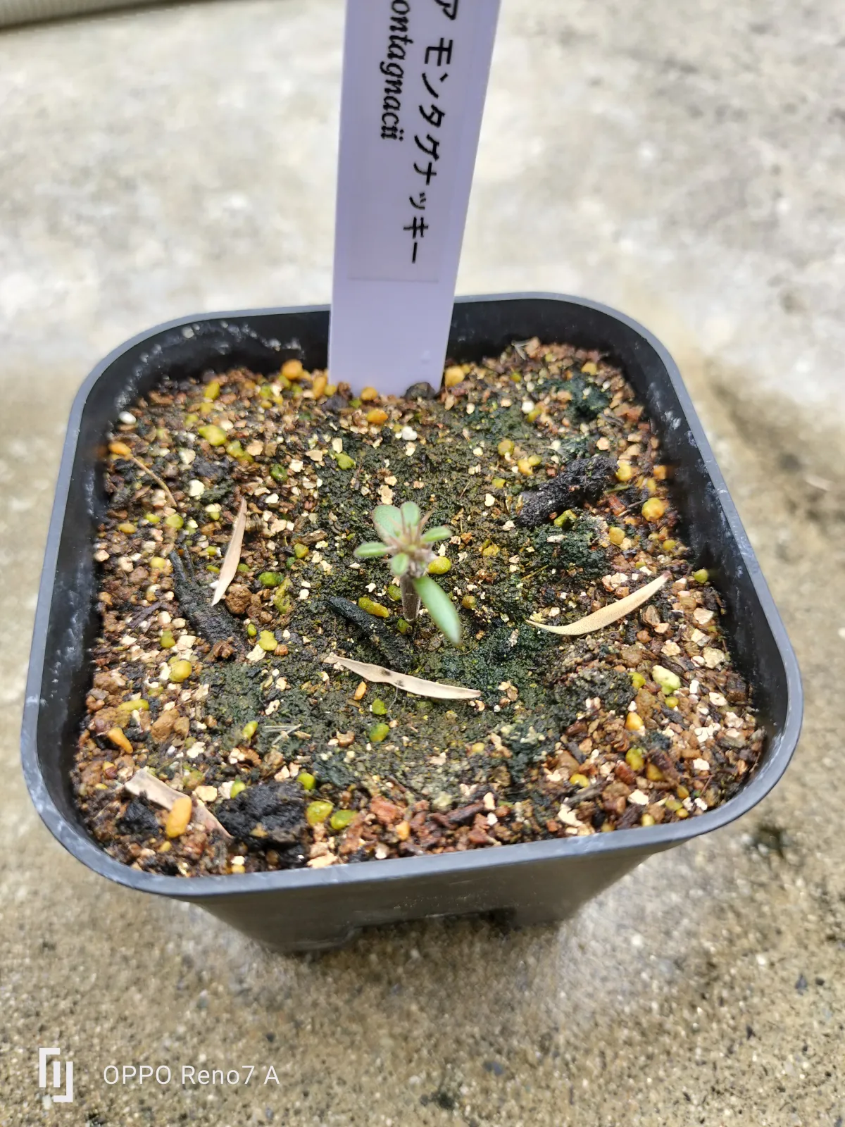 Alluaudia montagnacii (アローディア モンタグナッキー)