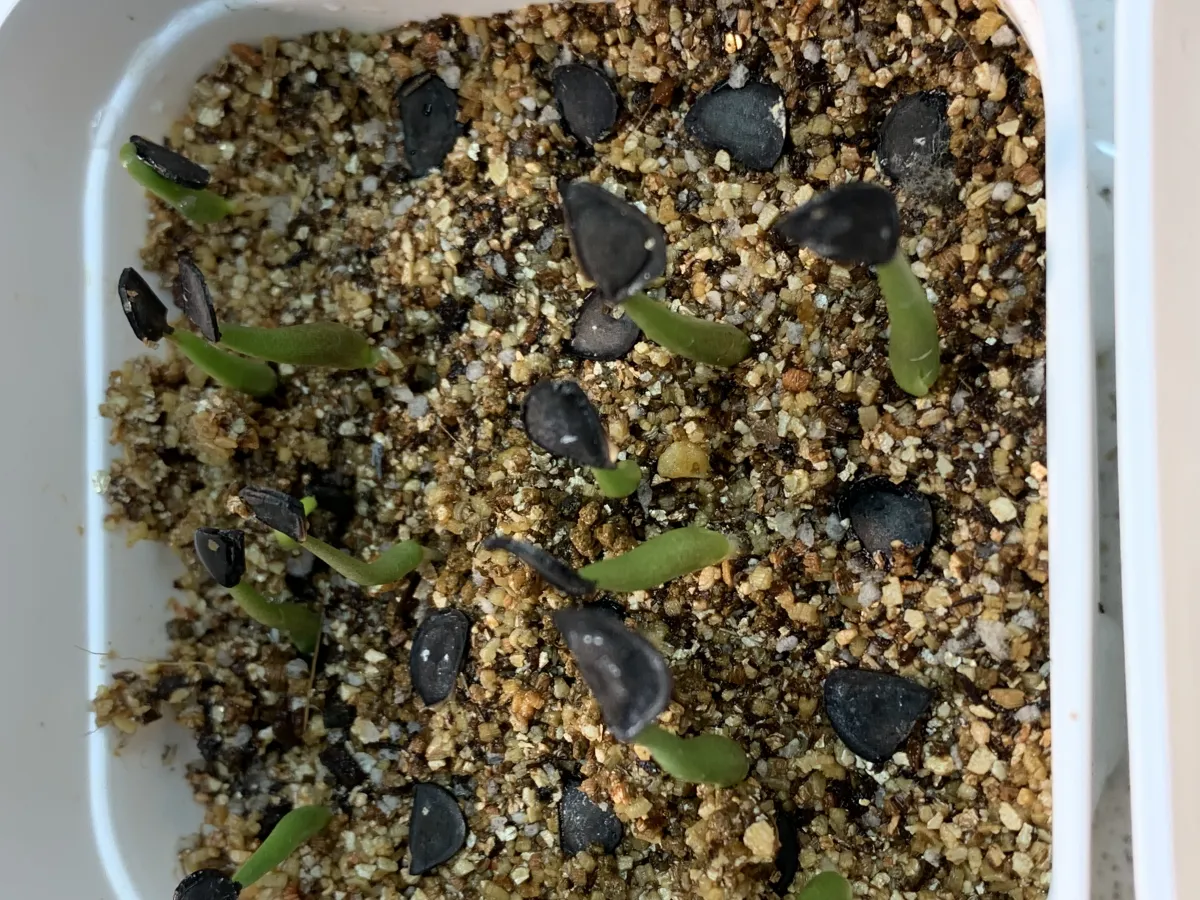 Agave macroacantha (アガベ マクロアカンサ)