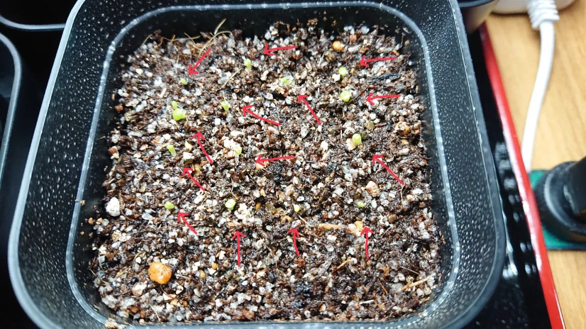 Lithops Mix Seeds (リトープス ミックス)