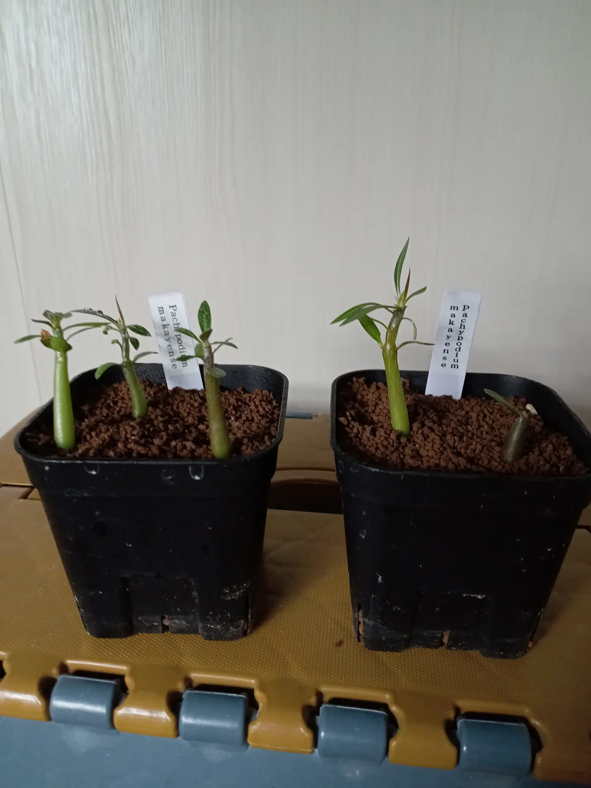 Pachypodium rosulatum ssp. makayense (パキポディウム マカイエンセ)