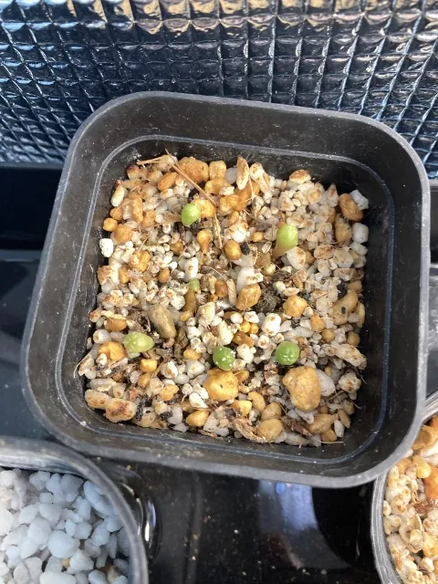 Turbinicarpus pulcherrimus (ツルビニカルプス プルチェリマス)