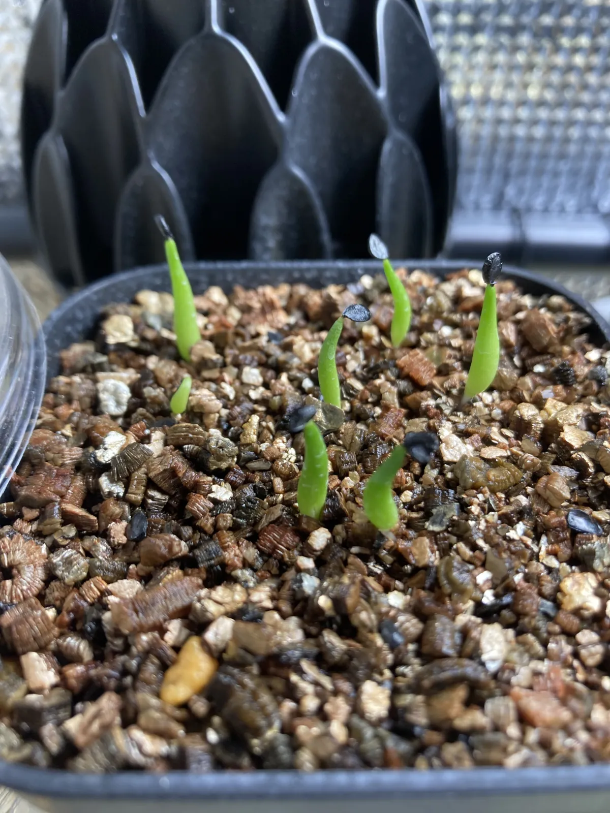 Agave victoriae-reginae ssp. swobodae (アガベ スワボダエ コンパクタ)