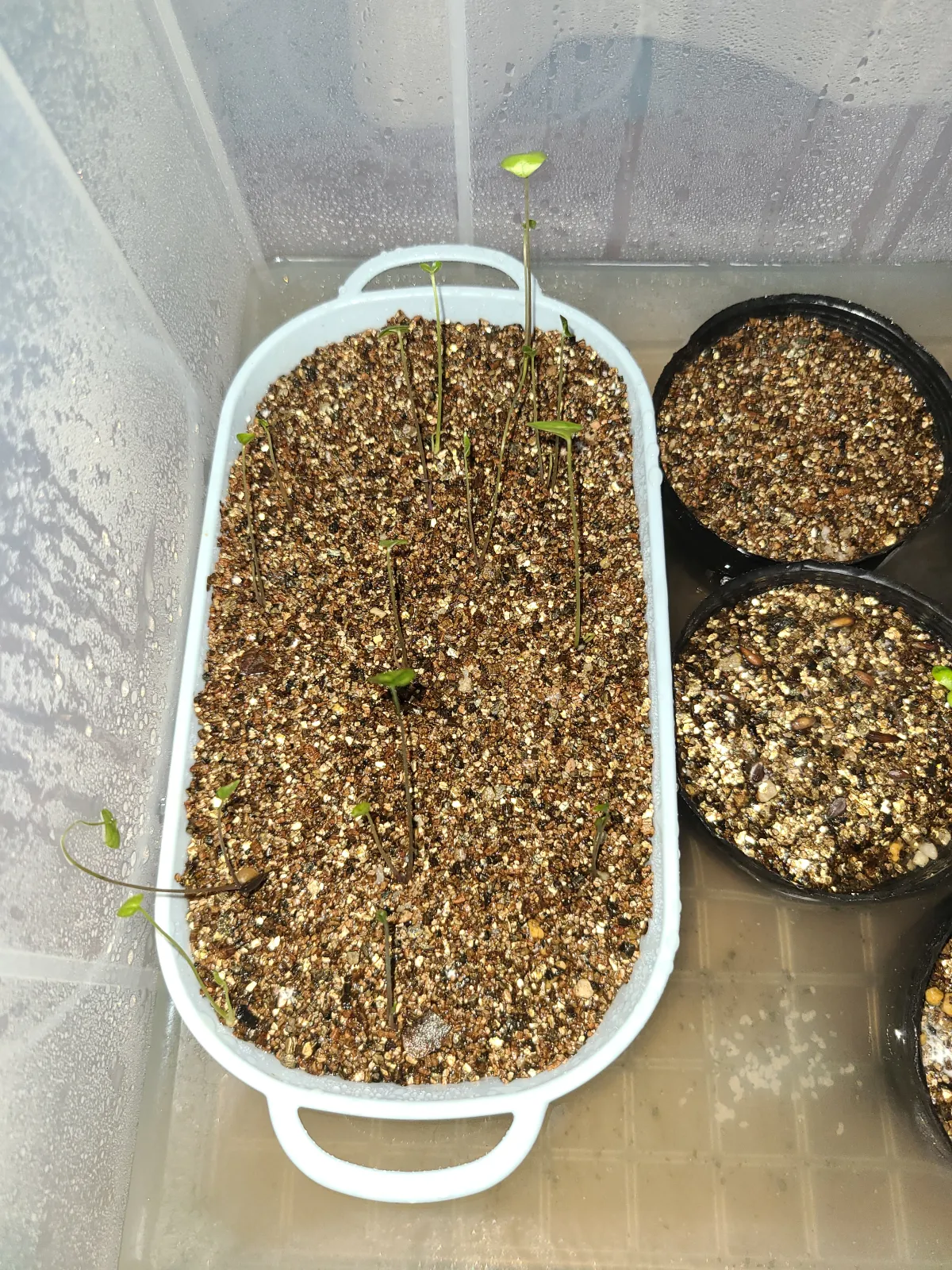 Dioscorea elephantipes (ディオスコレア エレファンティペス)