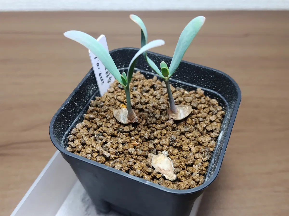 Welwitschia mirabilis ([無料種子/発芽難ロット] ウェルウィッチア ミラビリス 奇想天外)