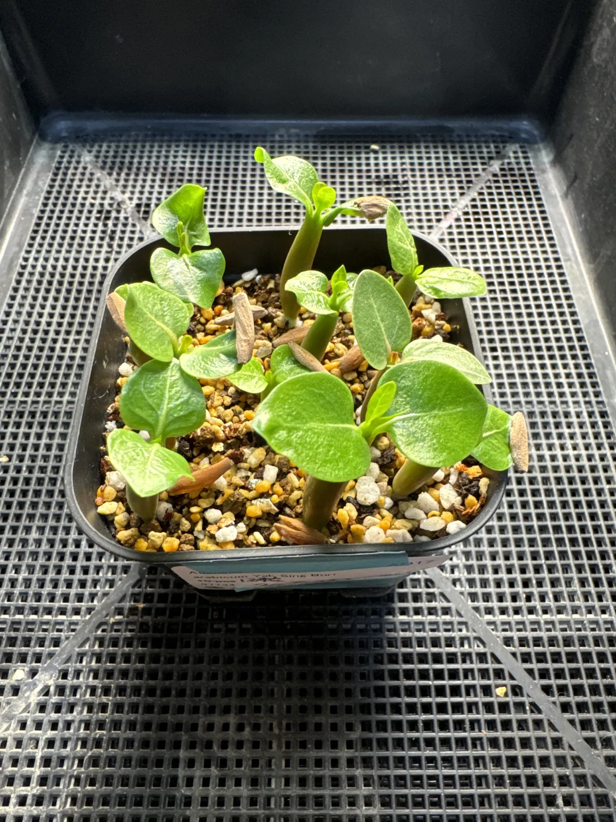 YSB Adenium arabicum Yak Sing Buri (アデニウム アラビカム)