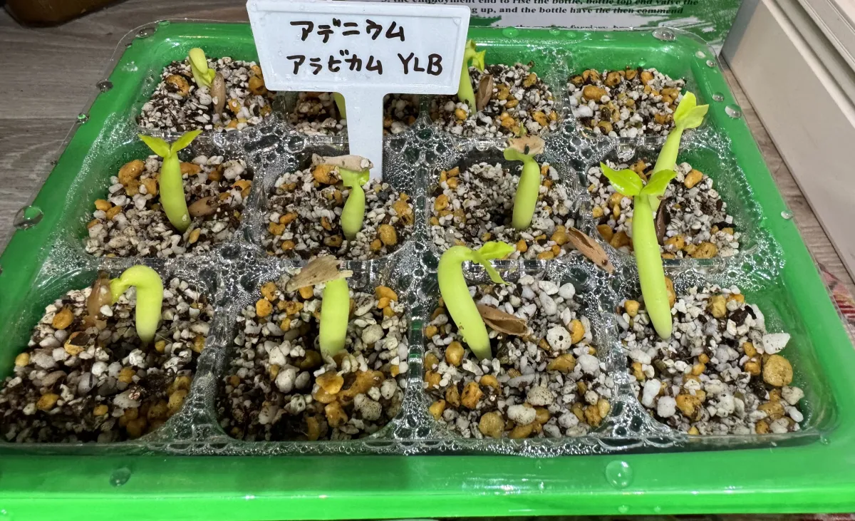 YLB Adenium arabicum Yak Lop Buri (アデニウム アラビカム)