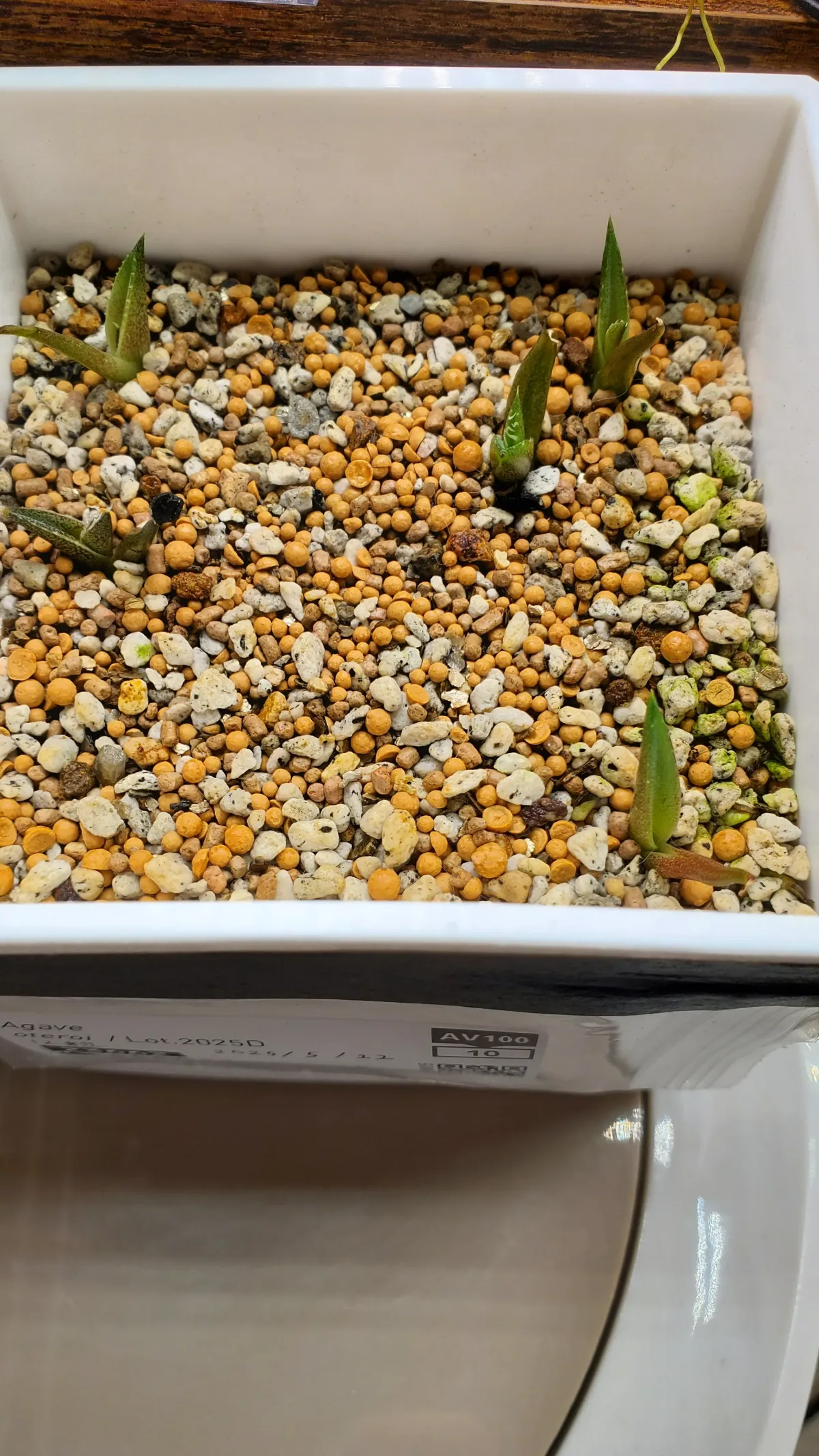 Agave oteroi Lot. (アガベ オテロイ)