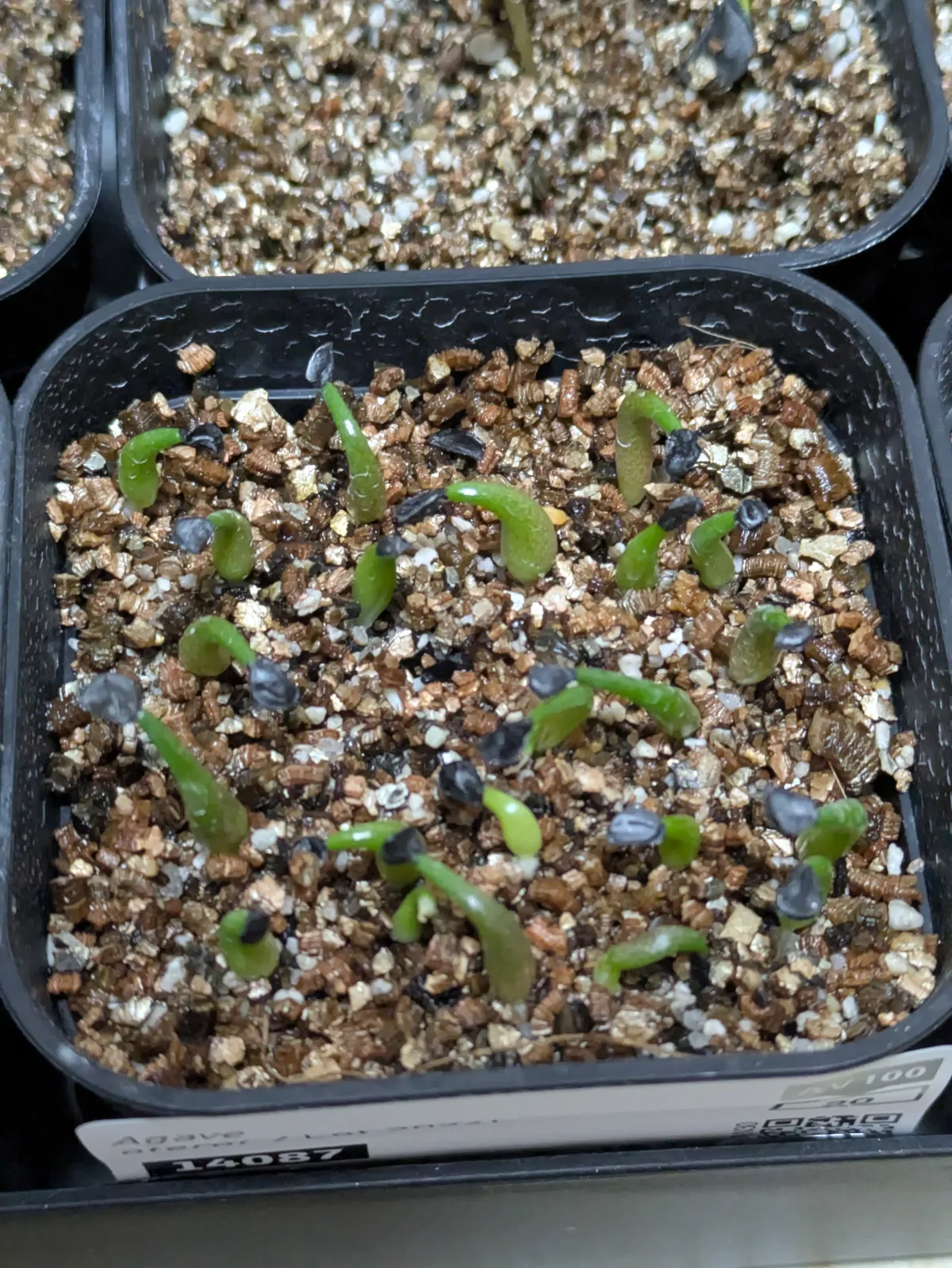 Agave oteroi Lot. (アガベ オテロイ)