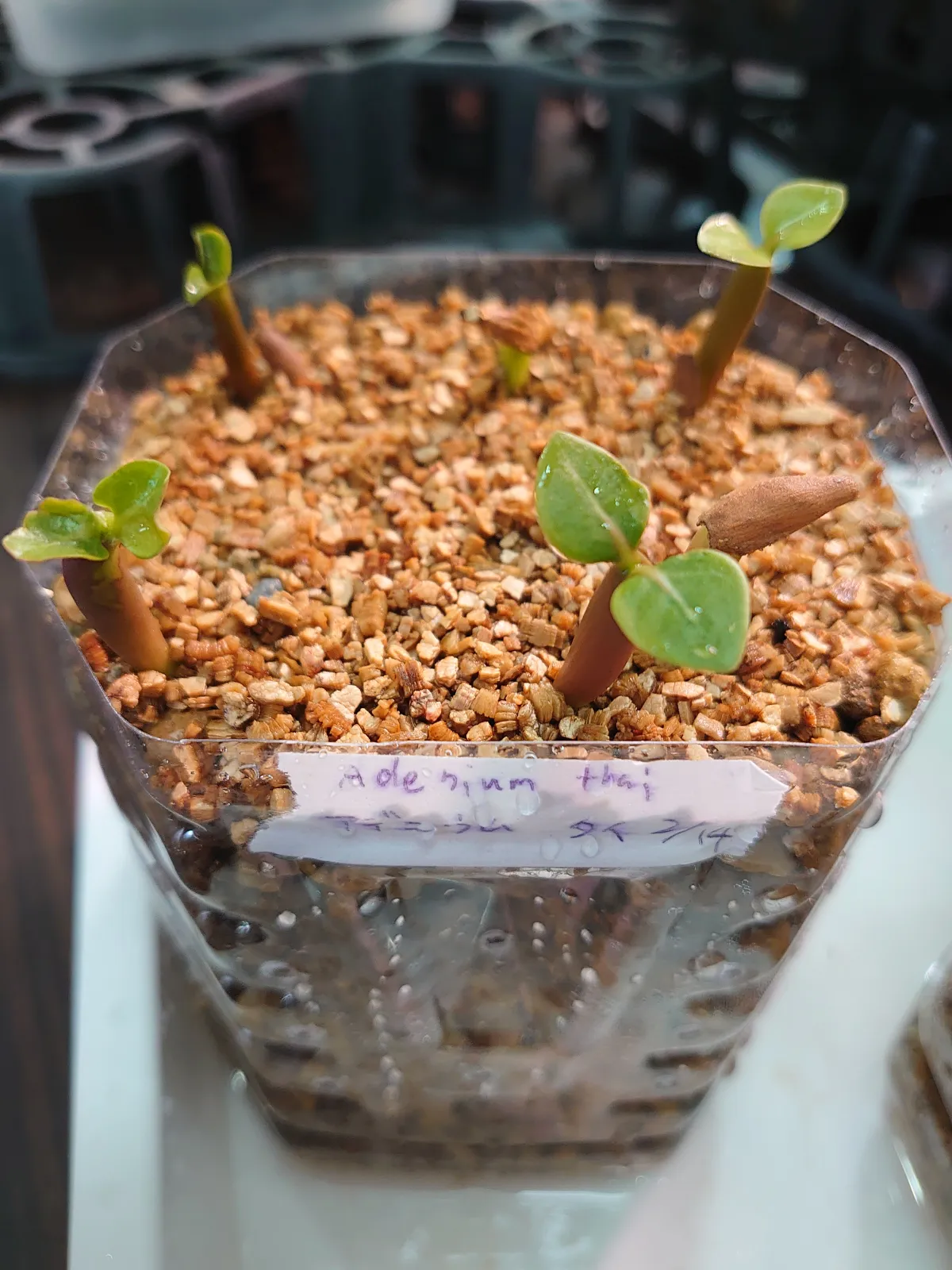 KHZ Adenium thai socotranum KHZ (アデニウム タイ ソコトラナム)