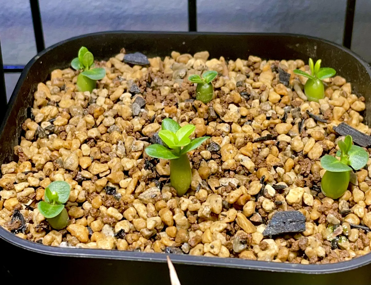 Pachypodium bispinosum (パキポディウム ビスピノーサム)