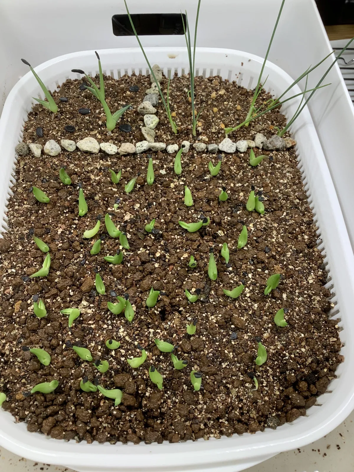 Agave victoriae-reginae ssp. swobodae (アガベ ビクトリアレジーナ スワボダエ)