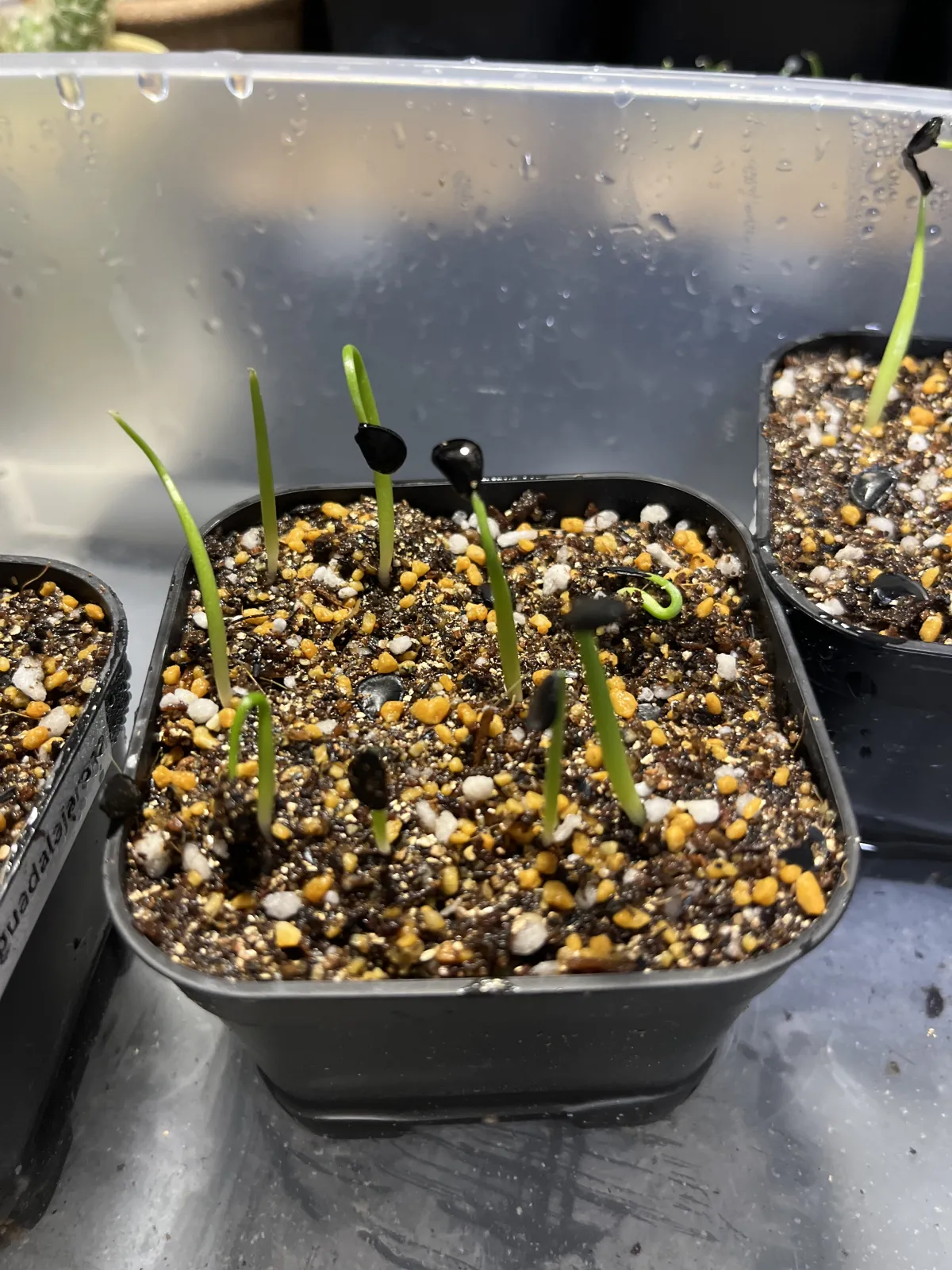 Agave parryi ssp. parryi (アガベ パリー)