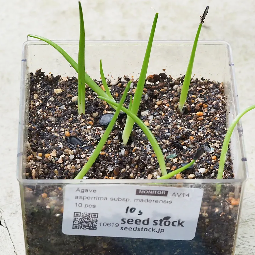 Agave asperrima maderensis (アガベ アスペリーマ マデレンシス)