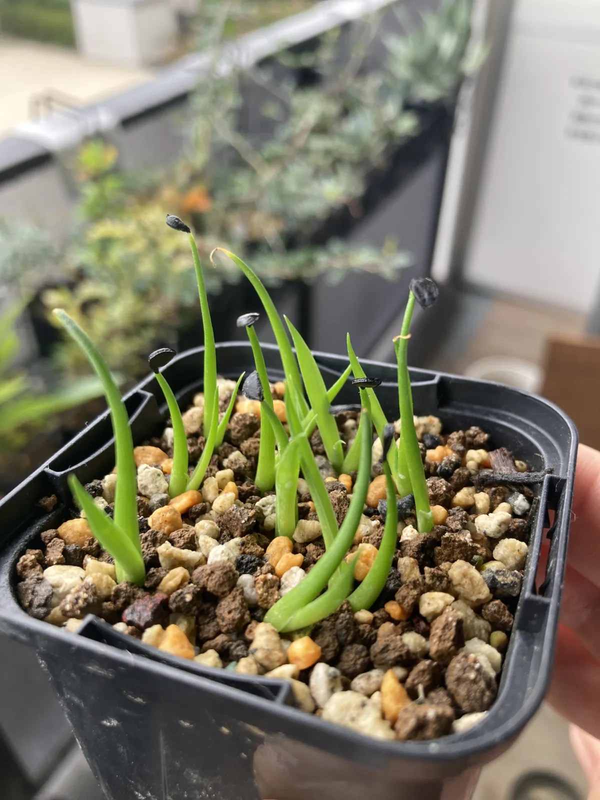 Agave utahensis var. eborispina (アガベ エボリスピナ ヘイフォード)