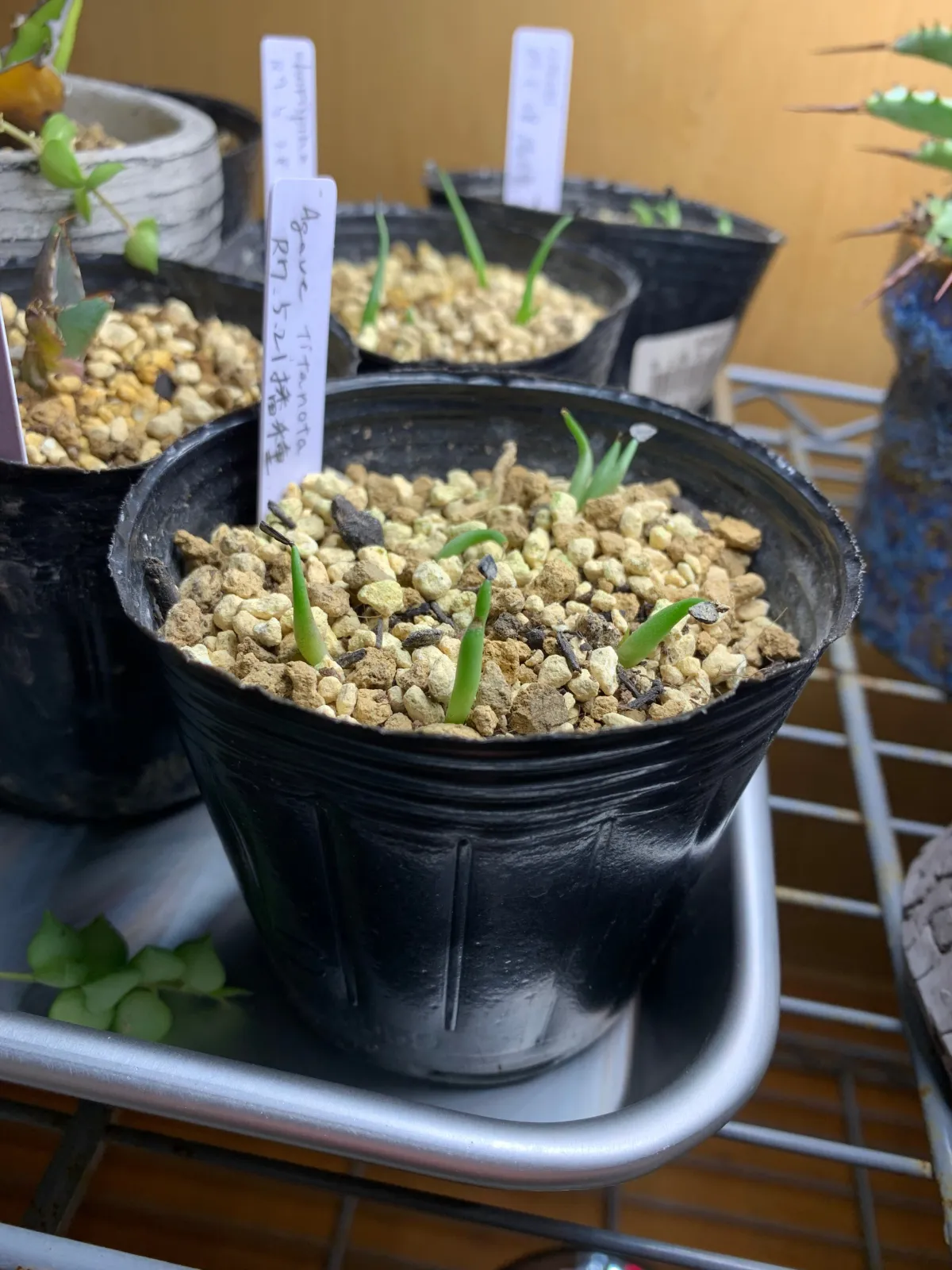 Agave titanota Blue Lot. (アガベ チタノタブルー)