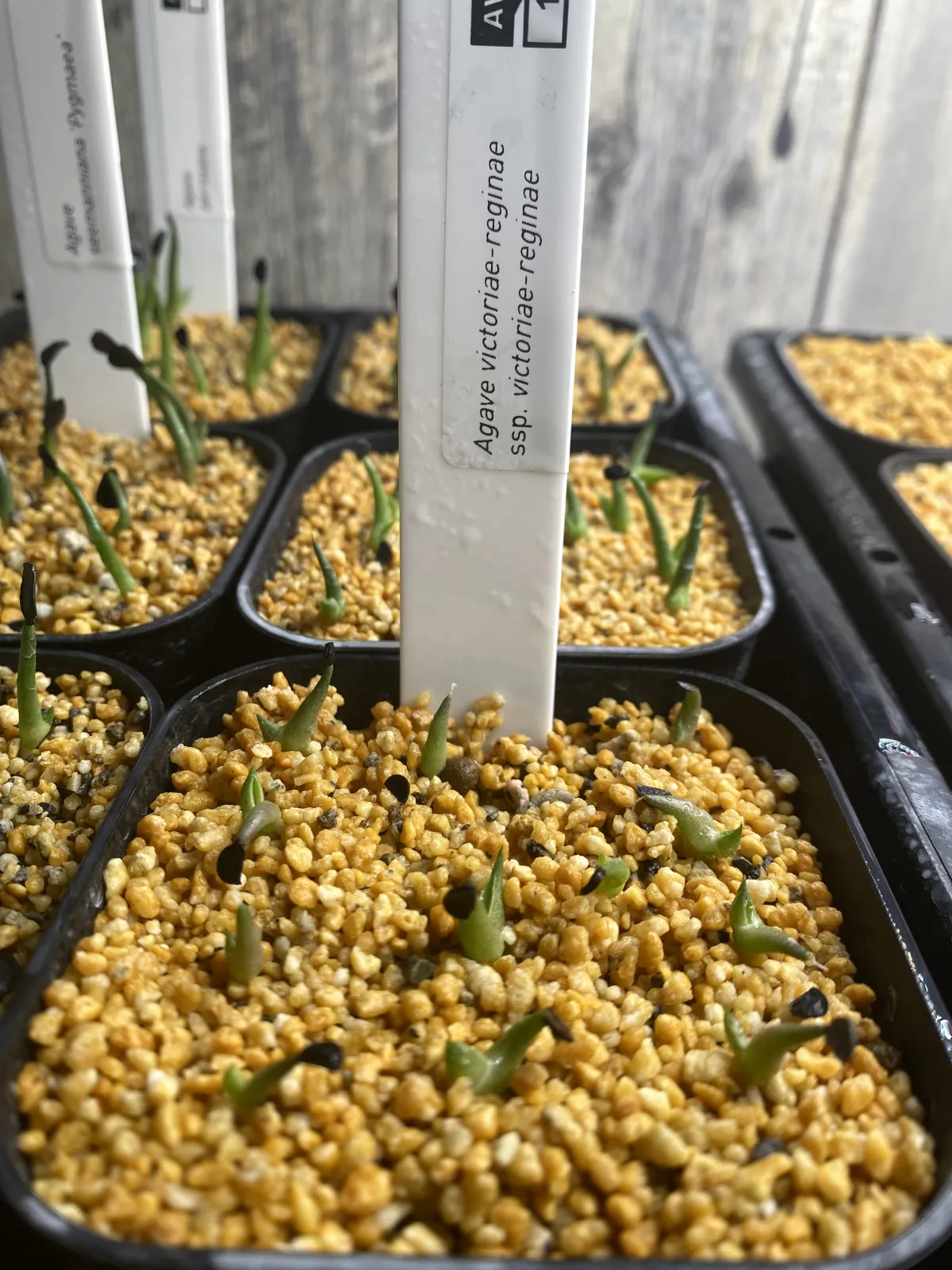 Agave victoriae-reginae ssp. victoriae-reginae (アガベ ビクトリアレジーナエ 笹の雪)