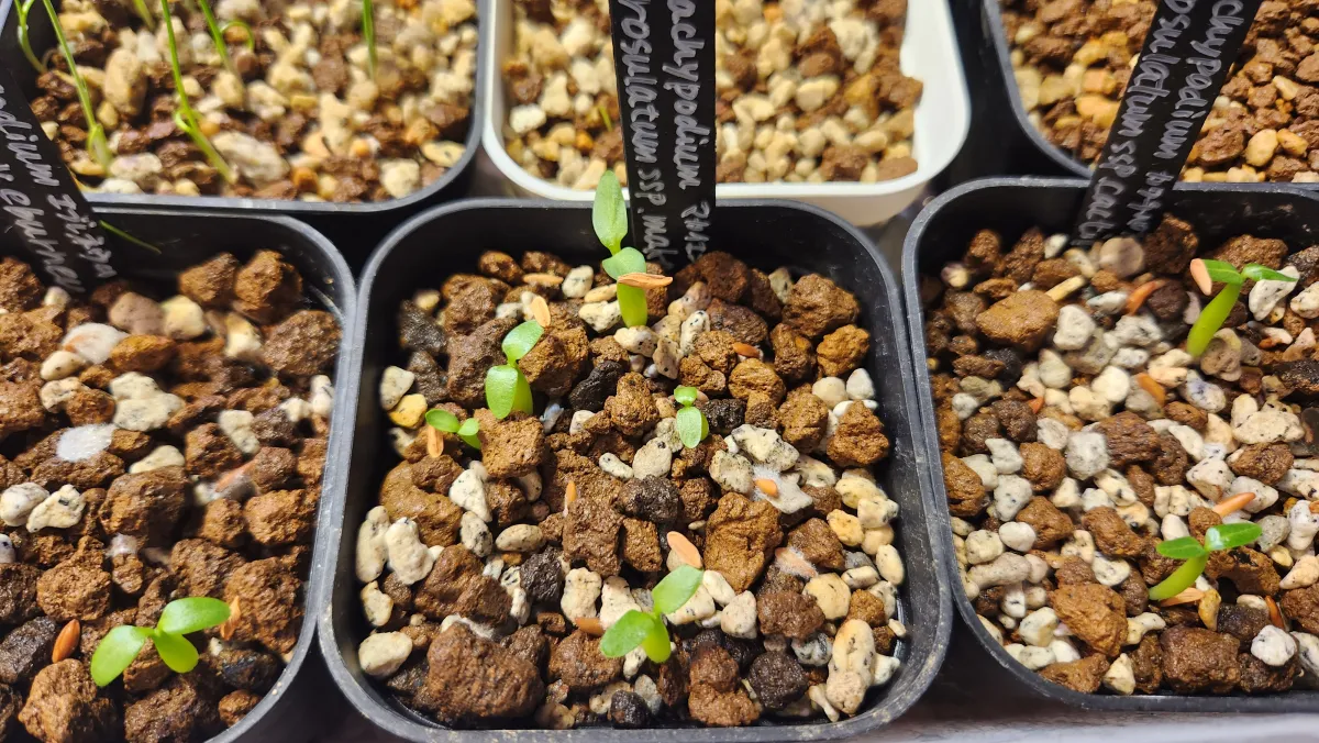 Pachypodium rosulatum ssp. makayense (パキポディウム マカイエンセ)