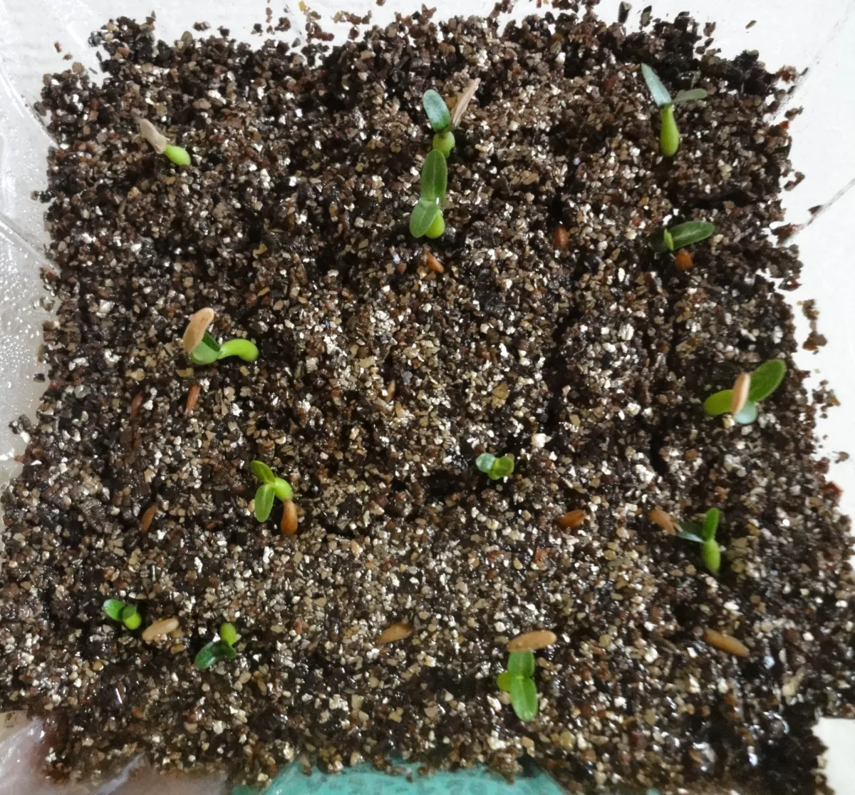 Pachypodium horombense (パキポディウム ホロンベンセ)