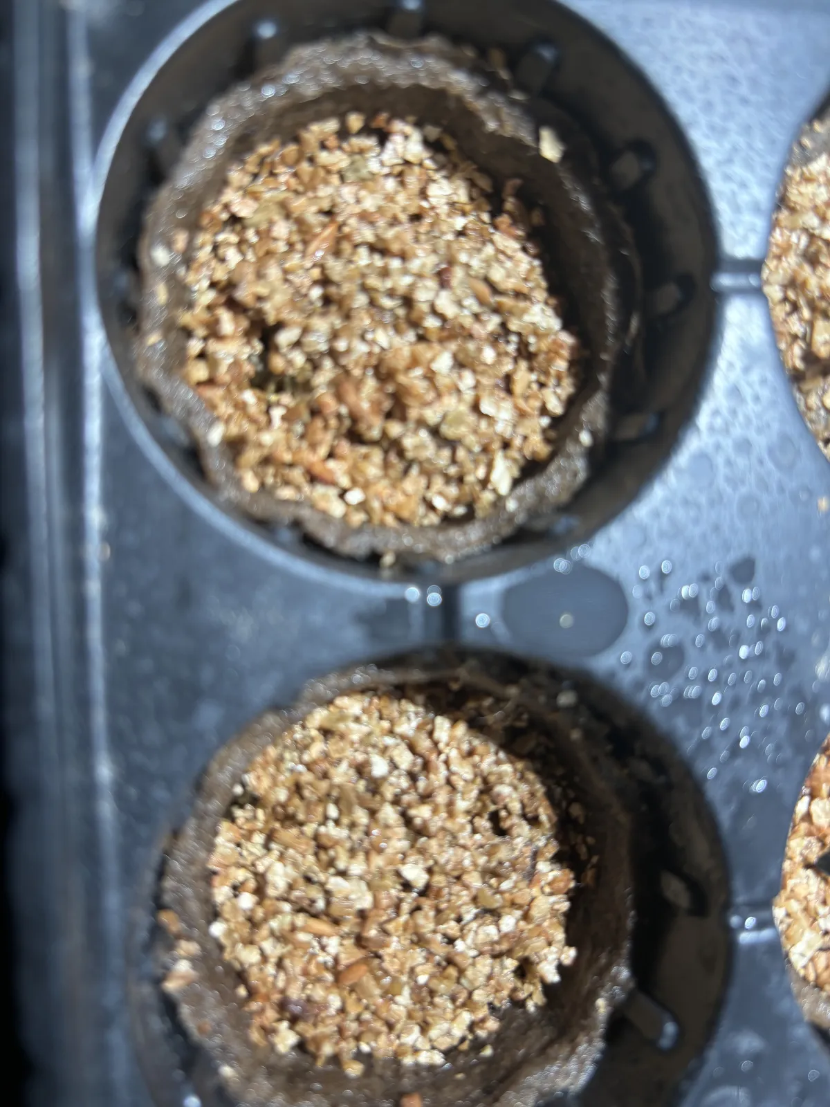 Pachypodium rosulatum var. gracilius ([無料種子] 発芽難 パキポディウム グラキリス　)