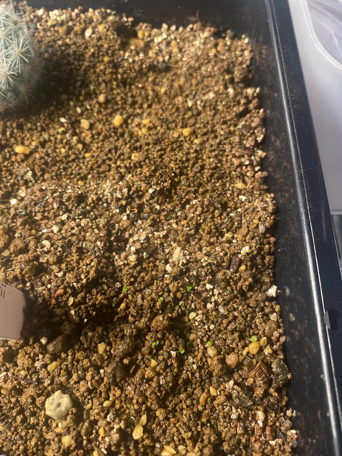 Lithops schwantesii (リトープス シュワンテシー ウリコセンシス)