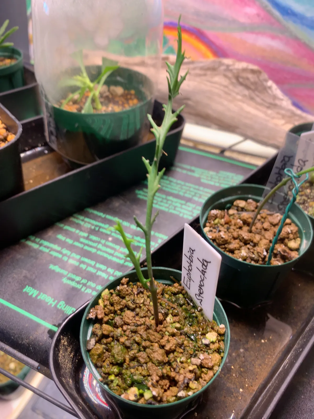 Euphorbia stenoclada (ユーフォルビア ステノクラーダ)