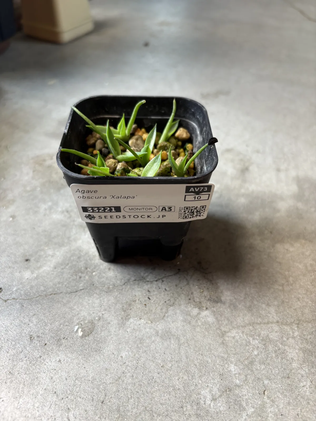 Agave obscura Xalapa (アガベ オブスキュラ ハラパ)