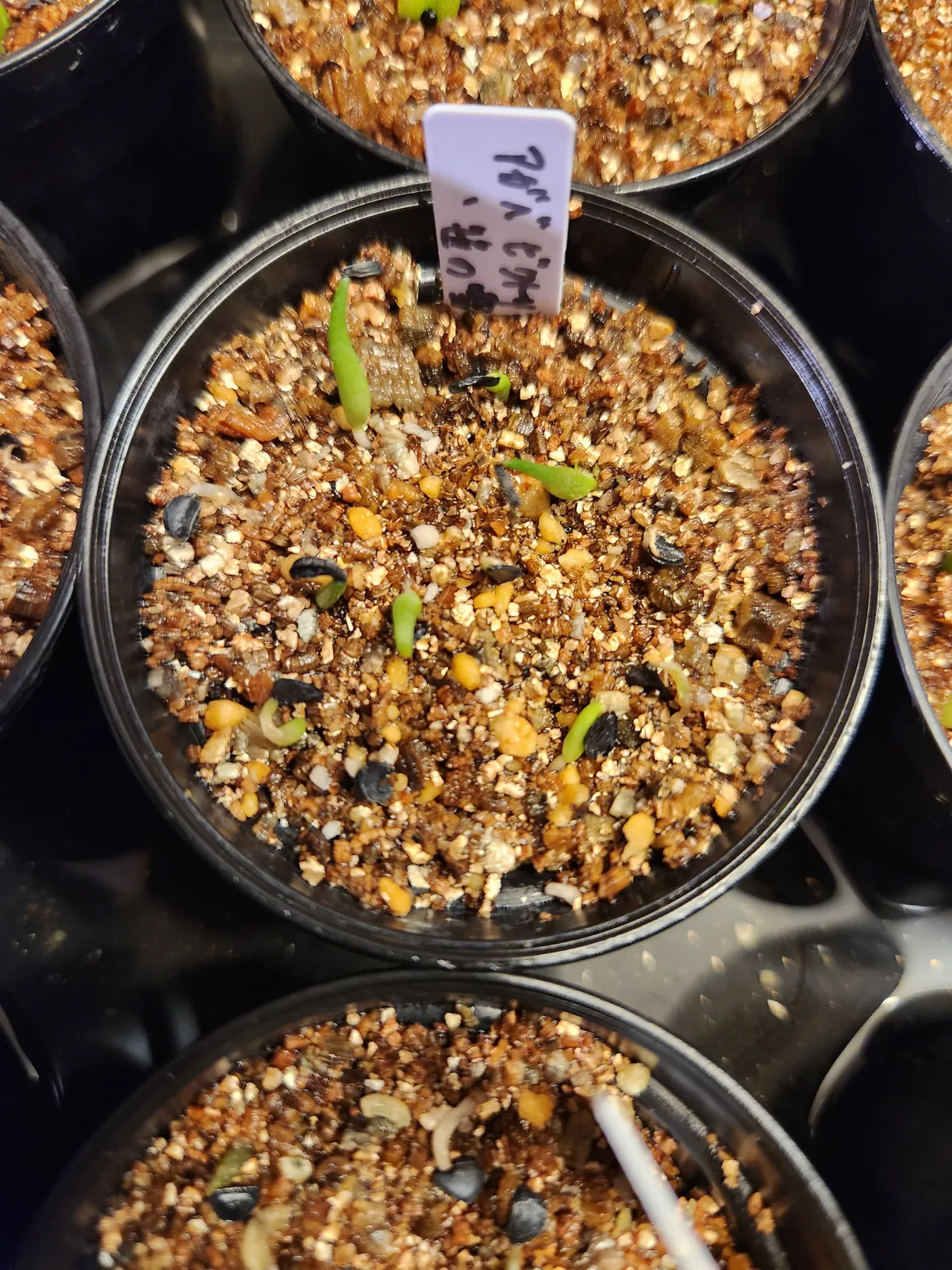 Agave victoriae-reginae ssp. victoriae-reginae (アガベ ビクトリアレジーナエ 笹の雪)
