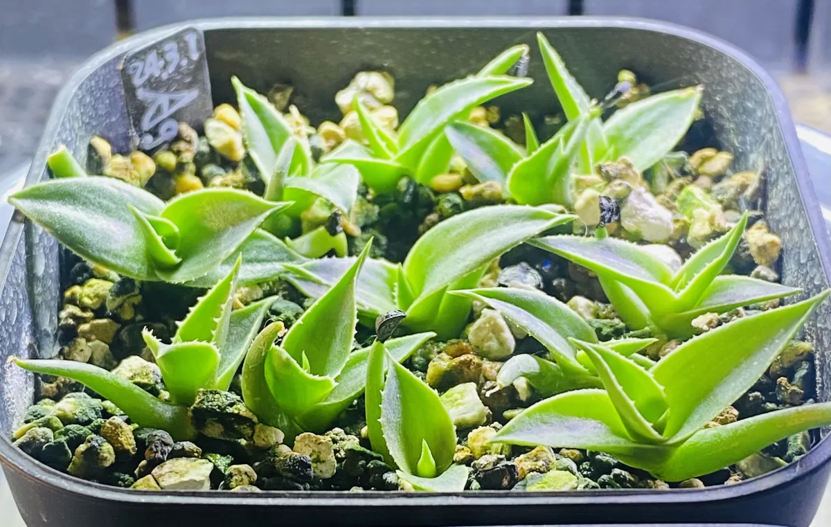 Agave utahensis var. eborispina (アガベ エボリスピナ ヘイフォード)