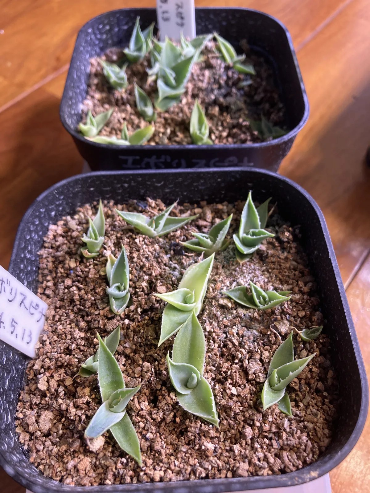 Agave utahensis var. eborispina (アガベ エボリスピナ ヘイフォード)
