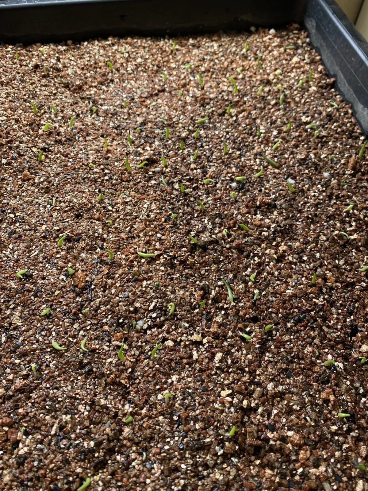 Agave oteroi Lot. (アガベ オテロイ)