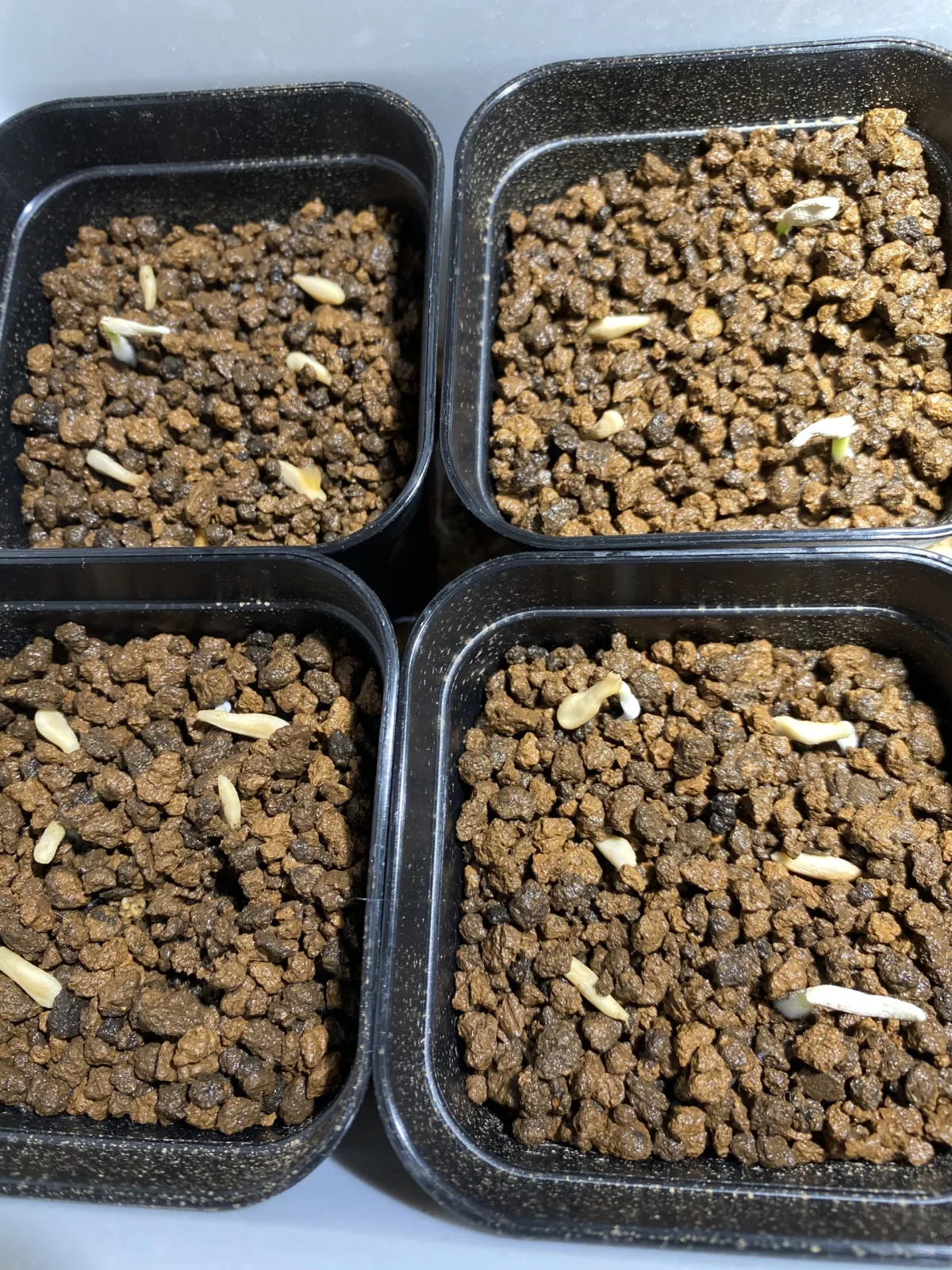 Pachypodium lamerei (パキポディウム ラメレイ)