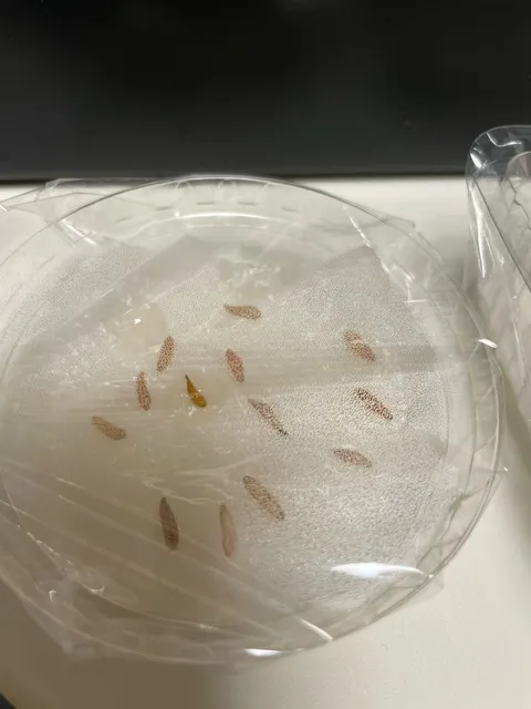 Pachypodium rosulatum var. gracilius ([無料種子] 発芽難 パキポディウム グラキリス　)